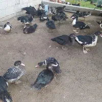 فروش 50عدد اردک مسکویی نروماده|حیوانات مزرعه|بندر ترکمن, |دیوار