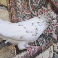 کبوتر طوقی کله سرخ شازده کفتر|پرنده|یزد, |دیوار