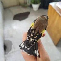 سهره|پرنده|الوند, |دیوار