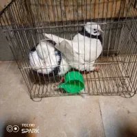 طوقی|پرنده|خرمشهر, |دیوار