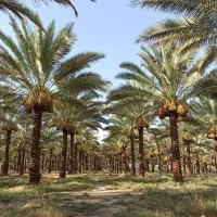 نخل للبیع فقط مشتری تماس واتساپ فیلم ارسالی موجود|خدمات باغبانی و درختکاری|شوشتر, |دیوار