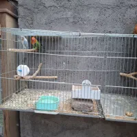 جفت مولد طوطی کوتوله|پرنده|بم, |دیوار