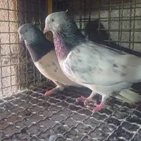 کفتر کبوتر مسافتی،شهری،بهبهونی،کله سبز،رنگی|پرنده|شیراز, گلستان|دیوار