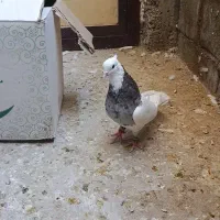 کبوتر طوقی تمیز|پرنده|لنده, |دیوار