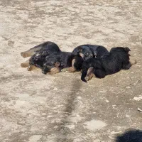 توله سگ ژرمن