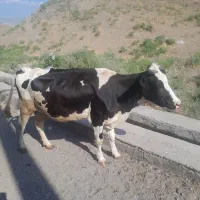 گاو