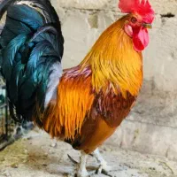 خروس کردی اصیل کمیاب
