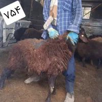 بره قوچ و شیشک همو افشار و قزل افشار|حیوانات مزرعه|مشهد, دانشجو|دیوار