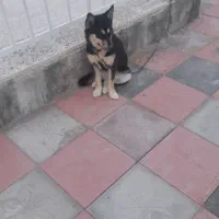 سگ هاسکی اجتماعی