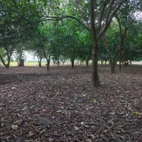 فروش-باغ-سه-هکتاری