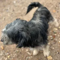 سگ پاپی|سگ|فسا, |دیوار