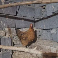 مرغ وخروس گلن و محلی تخم گذار