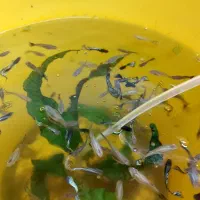 گوپی پوست ماری ، رد اسکارت|ماهی|رشت, کاکتوس|دیوار