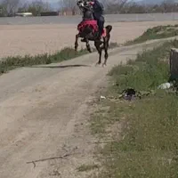 فروش سیلمی  کرد