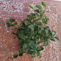 گلهای شاداب وزیباسانسوریا،قاشقی،دیفن باخیا،کاکتوس|گل و گیاه طبیعی|کرمانشاه, |دیوار