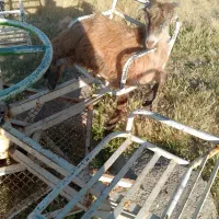 بز قیمت مناسب