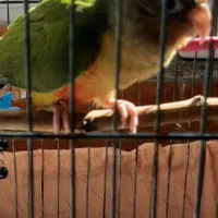 طوطی|حیوانات|میاندوآب, |دیوار