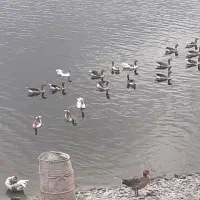 گرفتن غاز بالغ کشتاری بآ اردک خارجی ماده نر