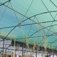 گلخانه|عمده‌فروشی|سبزوار, ابارش|دیوار