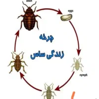 سم پاشی و نظافت سوسک وپشه وساس بامهر فاکتو|خدمات نظافت|تهران, تجریش|دیوار