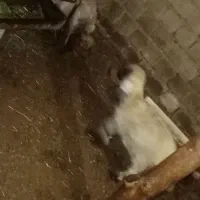 سه عدد بره ماده