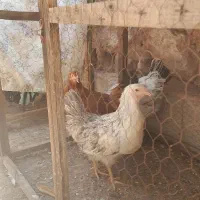 مرغ دم تخم و جوجه و کبوتر