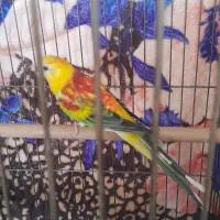 فروش و معاوضه اوازه خوان نر