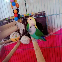 یک جفت کوطوله برزیلی دستی