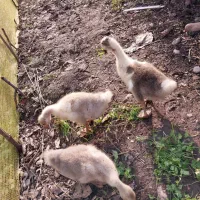 حیوانات مزرعه