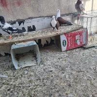کبوتر شهرستانی نروماده|پرنده|تهران, سبلان (لشگر)|دیوار