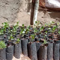 نهال پسته ی اکبری