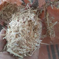 کاه گندم سفال گندم یونجه کاه نیشکرسرشاخه نیشکر|لوازم جانبی حیوانات|اصفهان, آبشار|دیوار