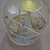 قفس پرنده سالم