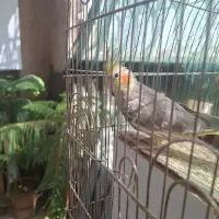 عروس هلندی
