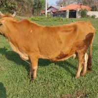 گاووگوساله لیشه چالوسی شکمدار۸ماه|حیوانات مزرعه|لولمان, |دیوار