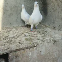 کبوتر|پرنده|مشهد, انصار|دیوار