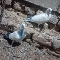 جفت جوجه پرشی|پرنده|کرباسک, |دیوار