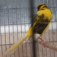 قناری سوپر بلند