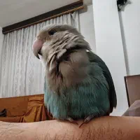 طوطی برزیلی گمشده