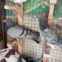 6 تا کفتر دس اولی|پرنده|شیراز, کوزه گری|دیوار