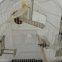 عروس هلندی و فنچ|پرنده|ایوان, |دیوار