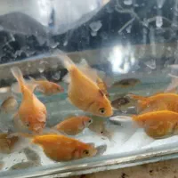 ماهی گلدفیش پرل اسکال اکواریوم