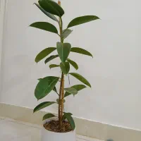 گل (درخت خانگی ) زیبا|گل و گیاه طبیعی|خواف, |دیوار