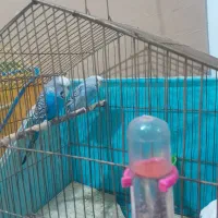 یک جفت مرغ عشق