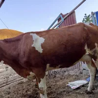 گاو همراه گوساله|حیوانات مزرعه|شاهرود (اردبیل), |دیوار