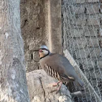 تخم بلدرچین.. کوهی