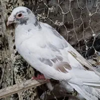 کبوتر کله اسبی شهرستانی|پرنده|تهران, فلاح|دیوار