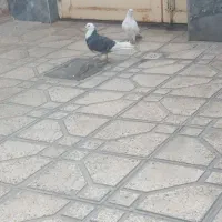 کبوتر