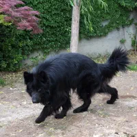 نر بلک یک سال و نیمه