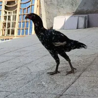 مرغ لاری